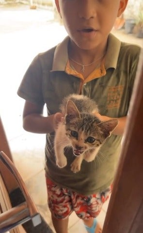 resgate de gatos: menino segurando um gato filhote no colo 