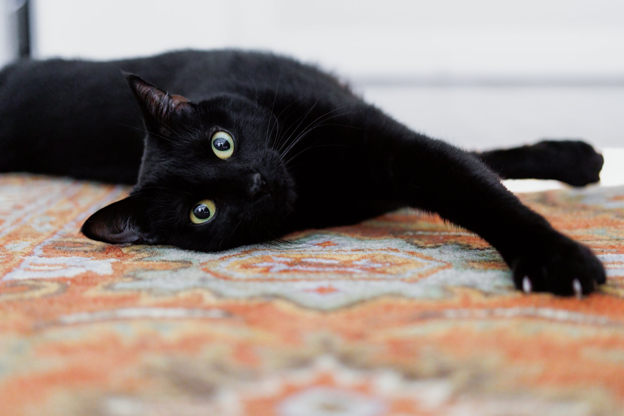 gato preto deitado no tapete