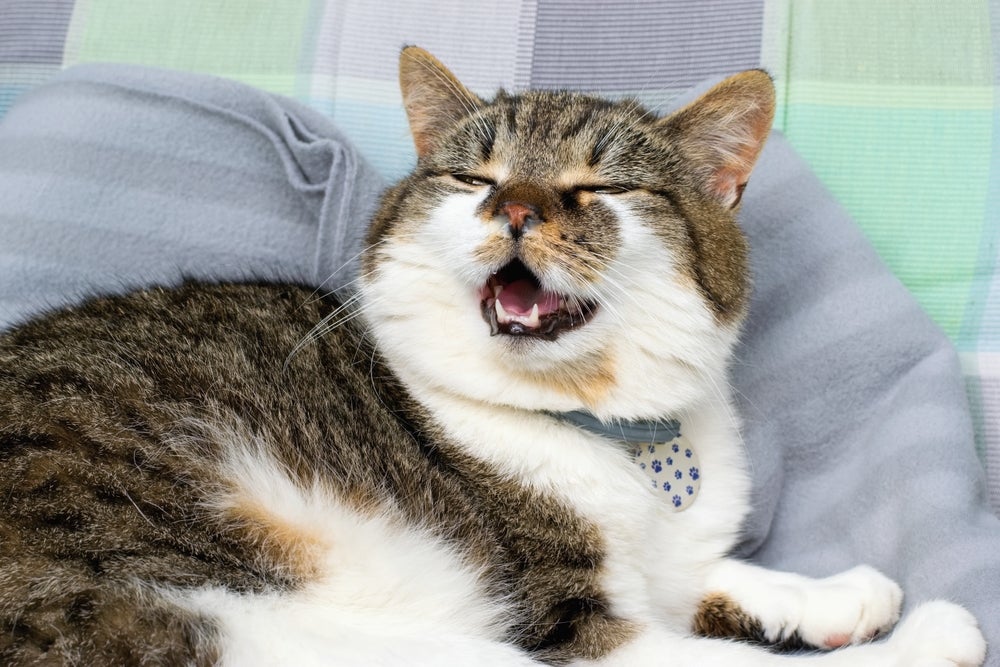 rinotraqueíte felina: gato espirrando