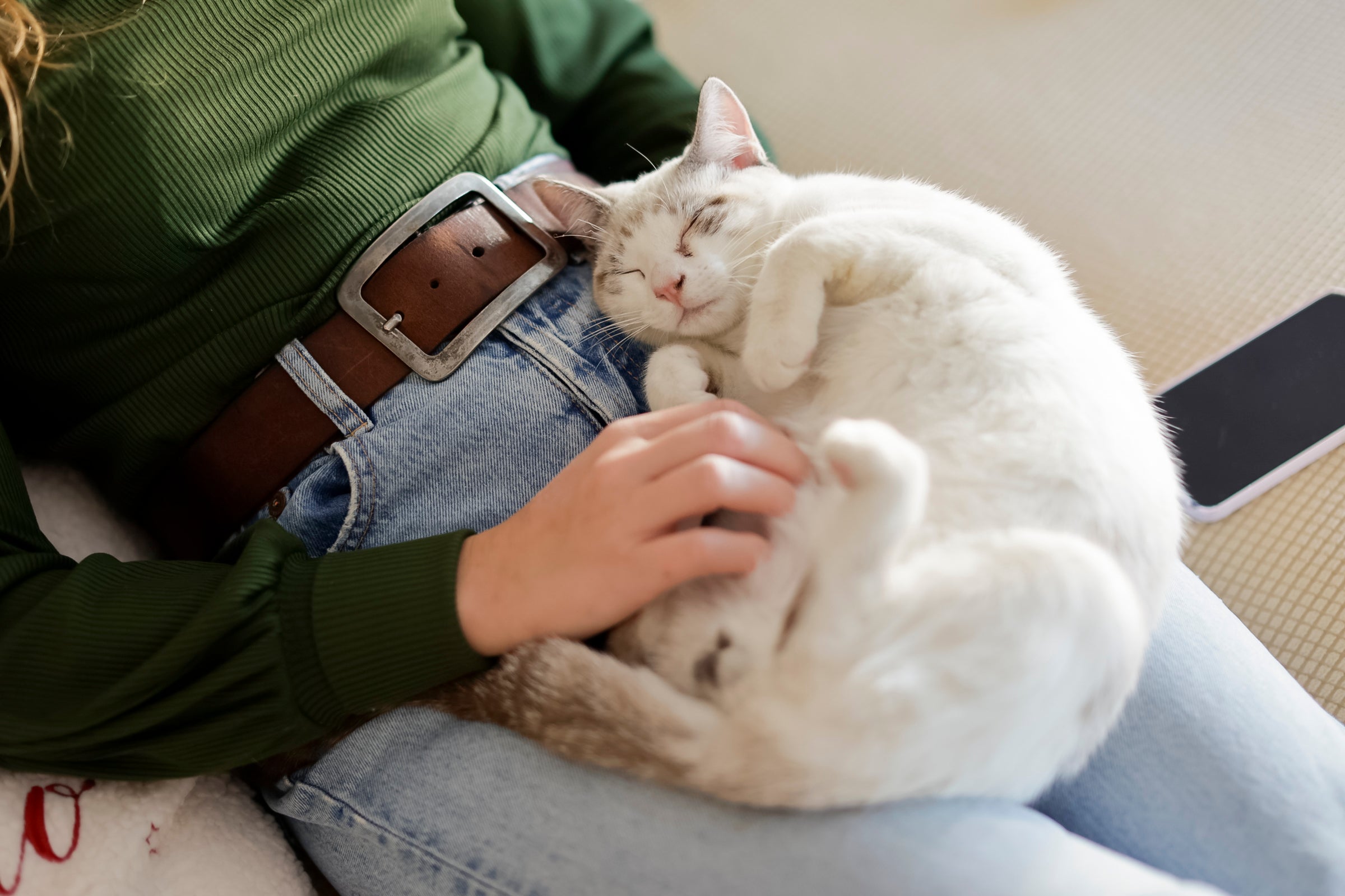 gato no colo de tutora recebendo carinho