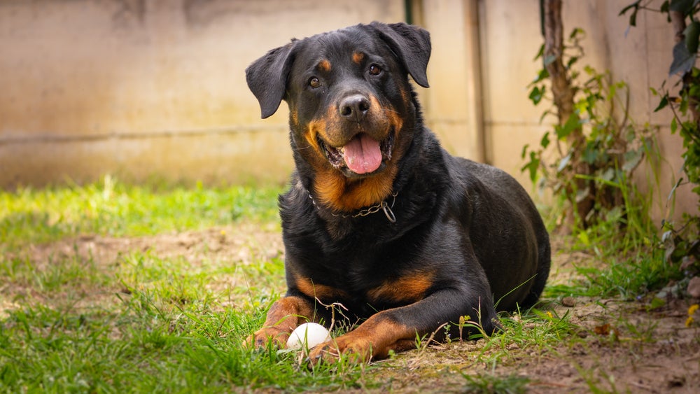 rottweiler brincando com bolinha de cachorro