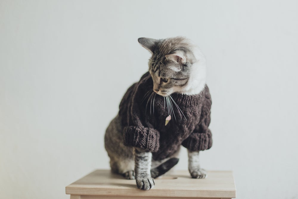 gato vestindo roupa de gato