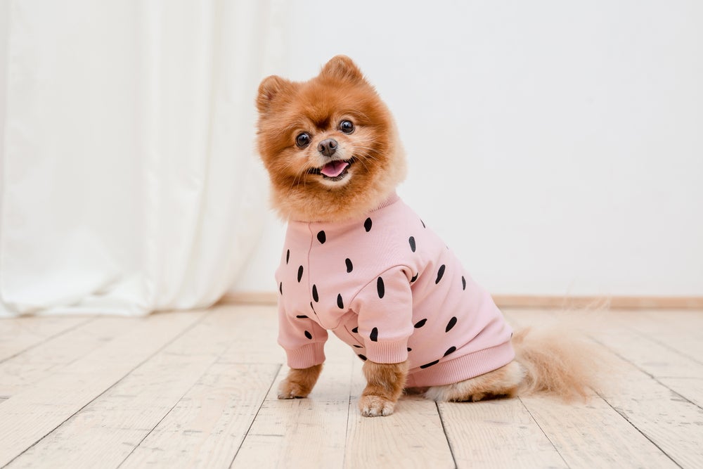 cachorro usando roupa para cachorro