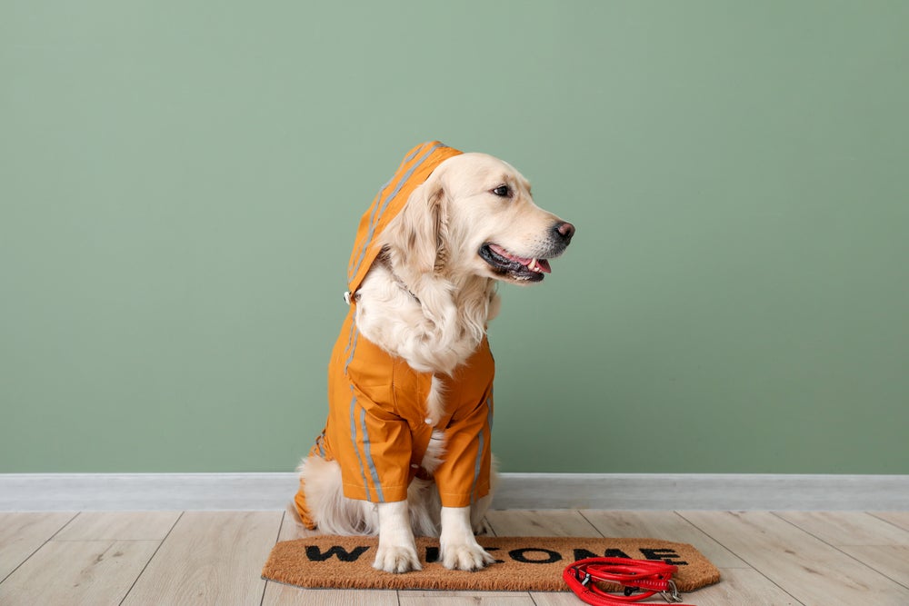 cachorro vestindo roupa para cachorro