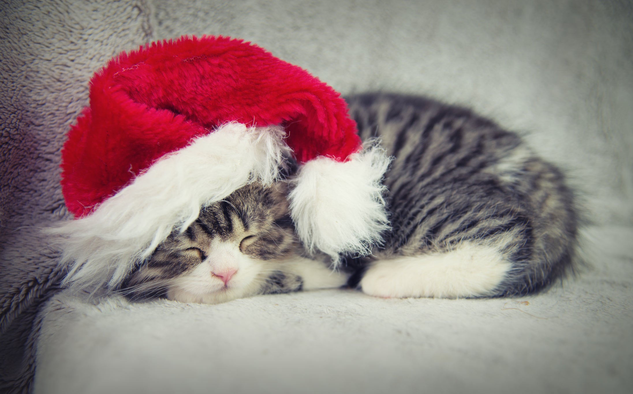 Gato filhote dormindo com um chapéu de Natal na cabeça