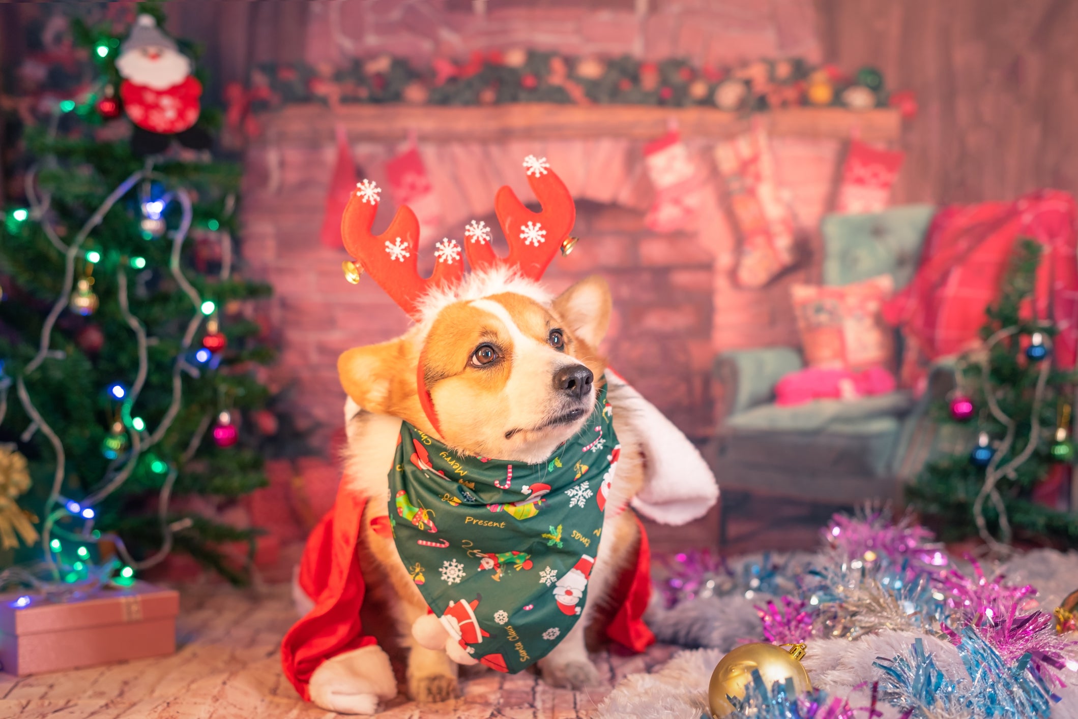 Cachorro repleto de adereços de Natal