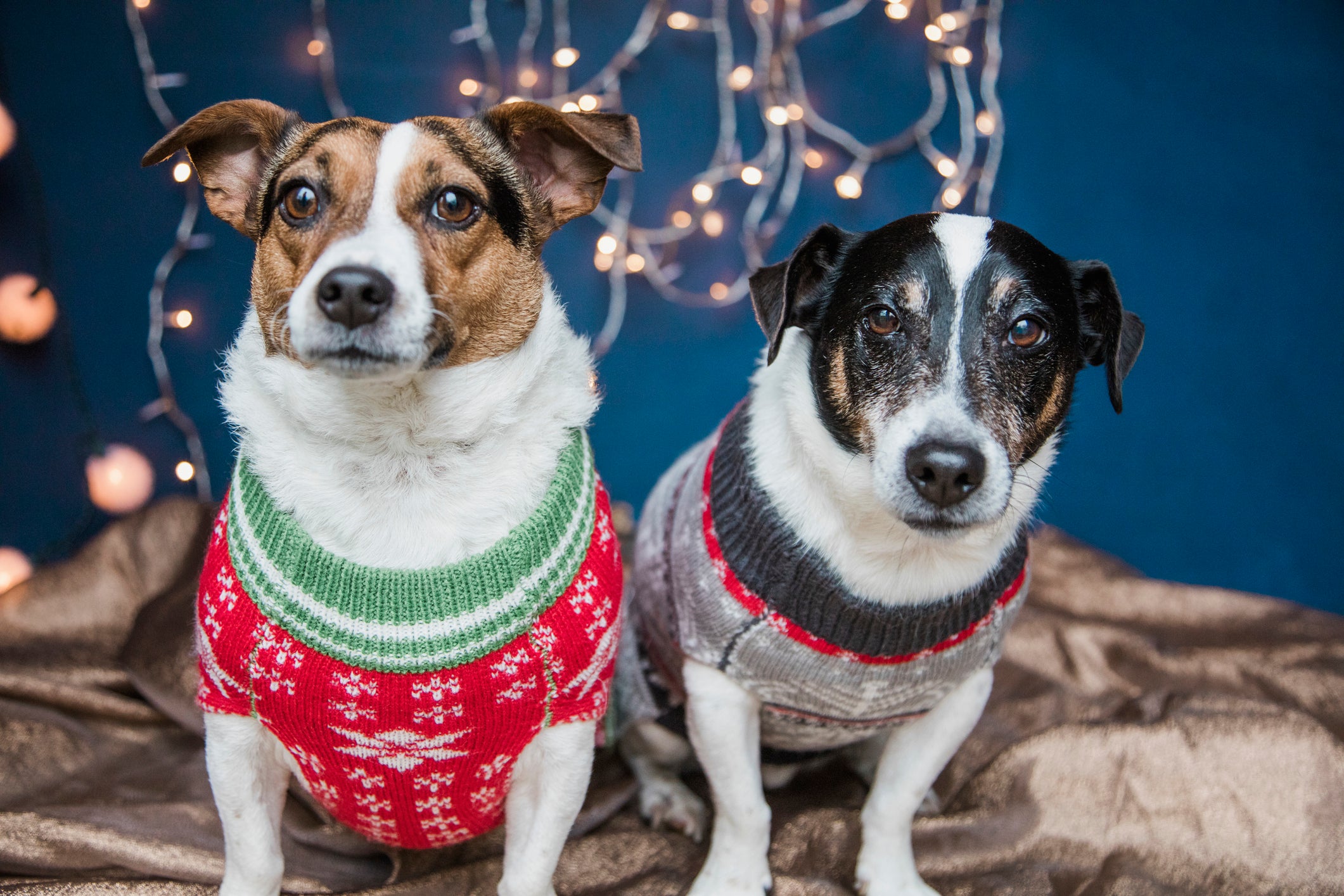 Cachorros usando roupas típicas de Natal