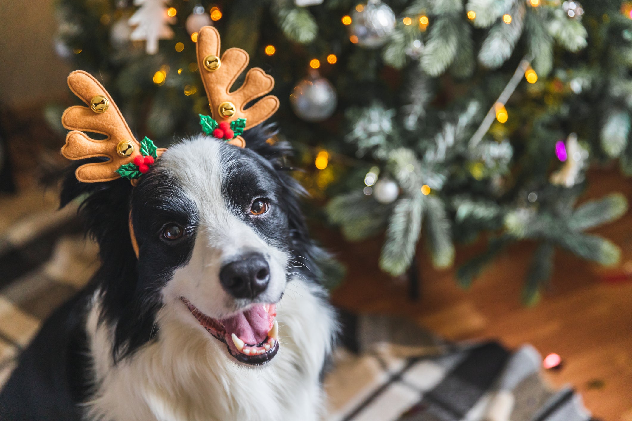 Cachorro usando acessório de rena no Natal