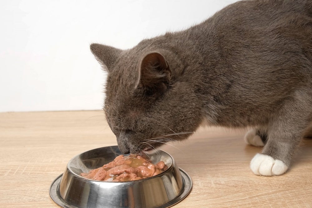 gato comendo sachê para gatos
