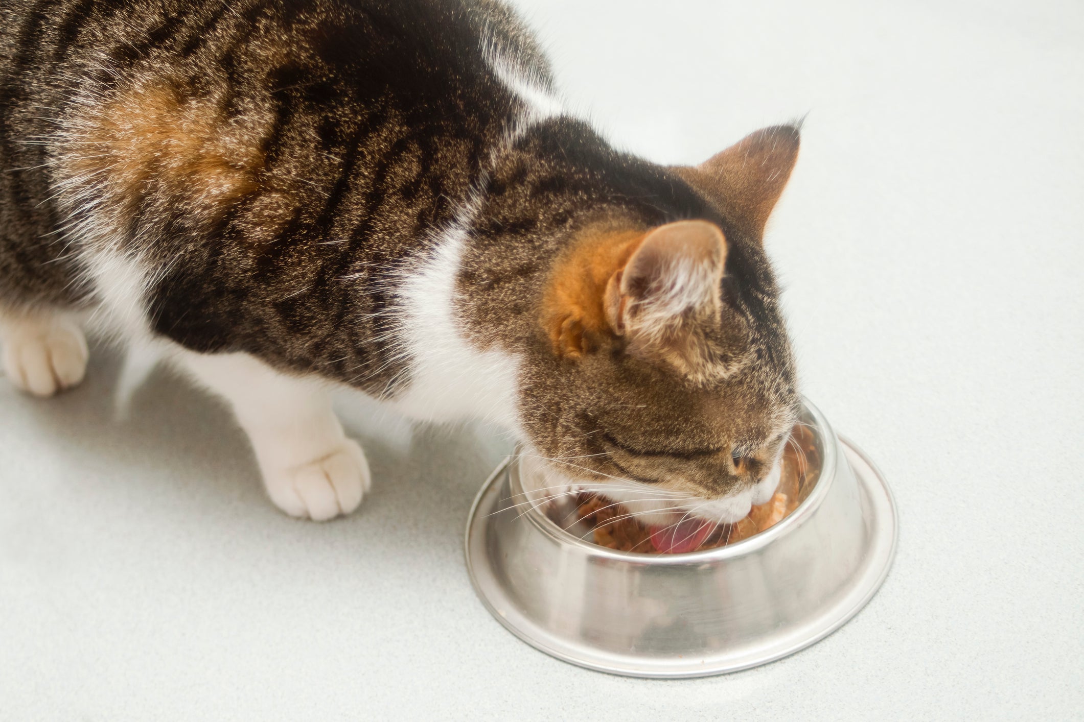 Gato comendo ração em pote prateado