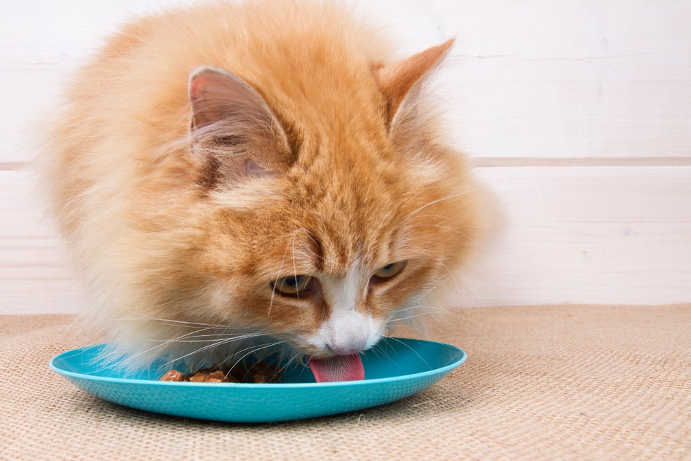 gato laranja comendo sachê para gatos em tigela azul