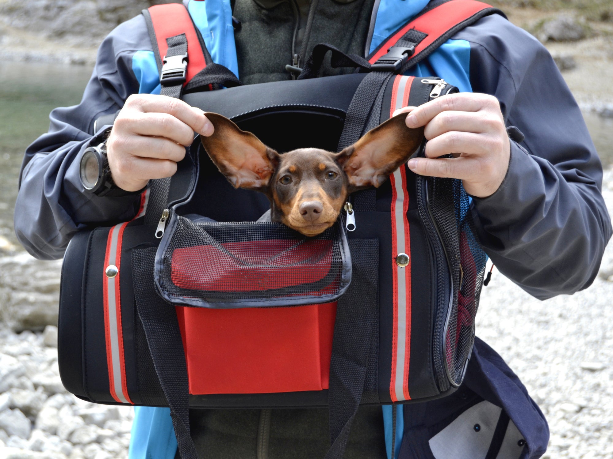 Cachorrinho dentro de mochila e seu tutor levantando suas grandes orelhas