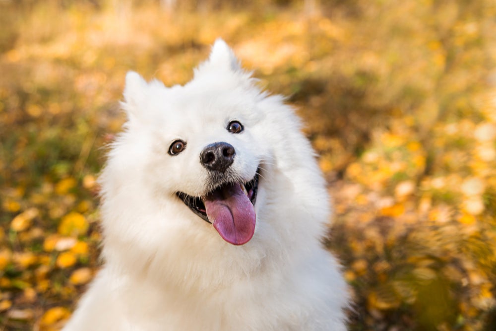 cachorro samoieda sorrindo