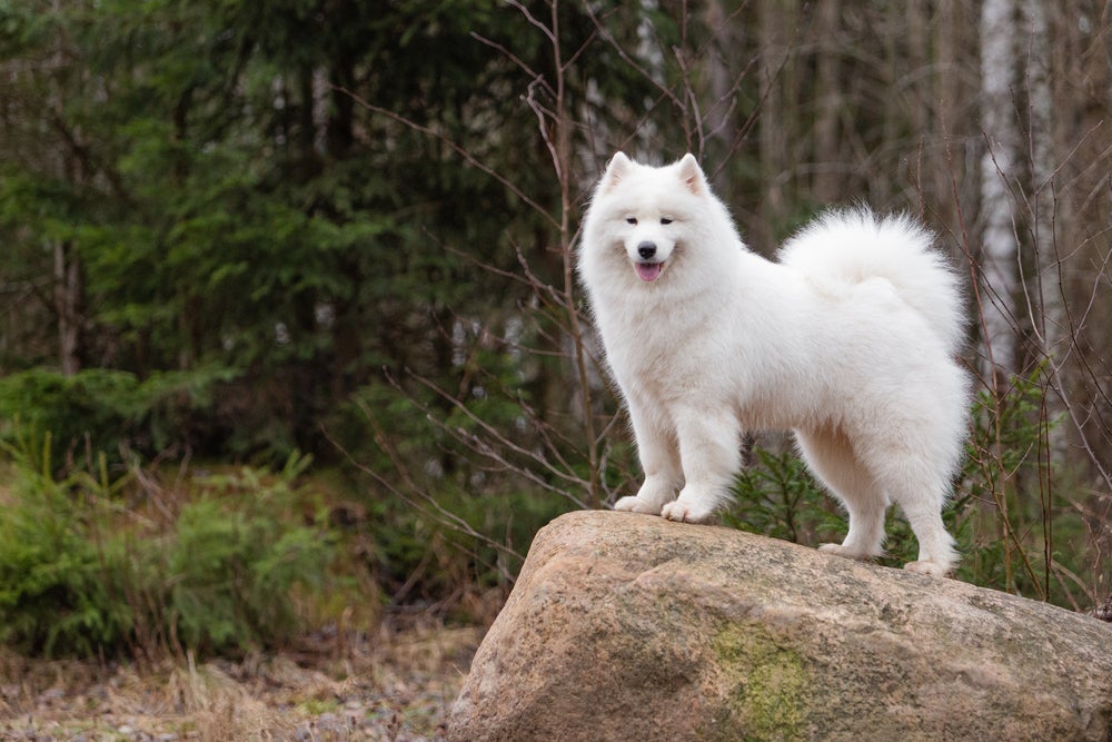 cachorro samoieda em cima de pedra na floresta