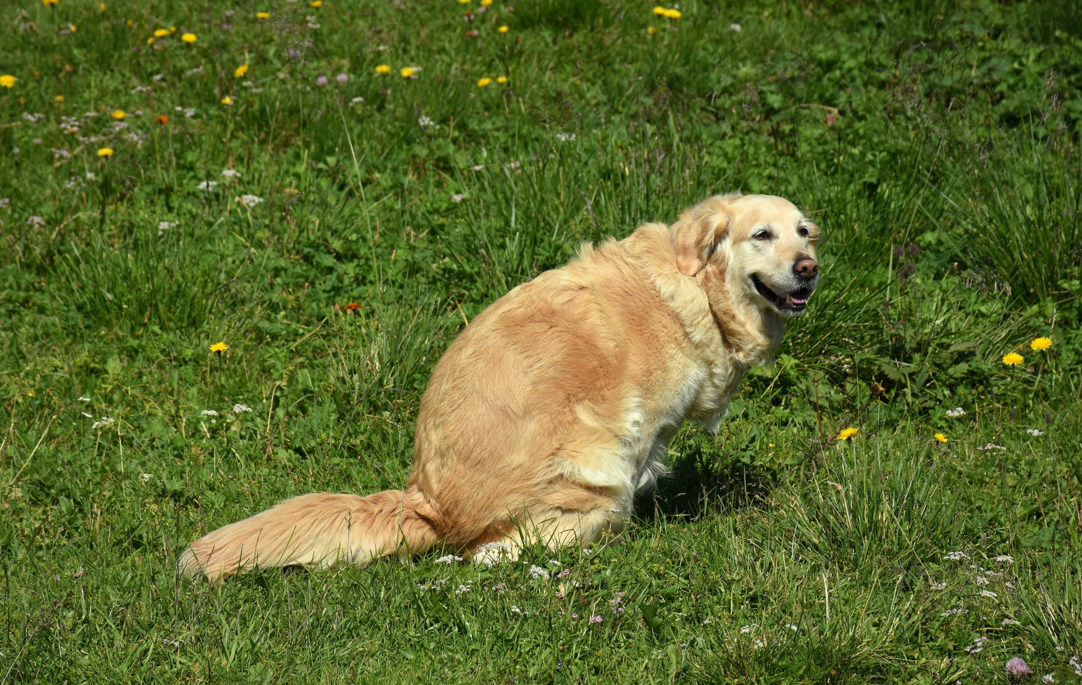 Cachorro fazendo suas necessidades no mato em dia ensolarado