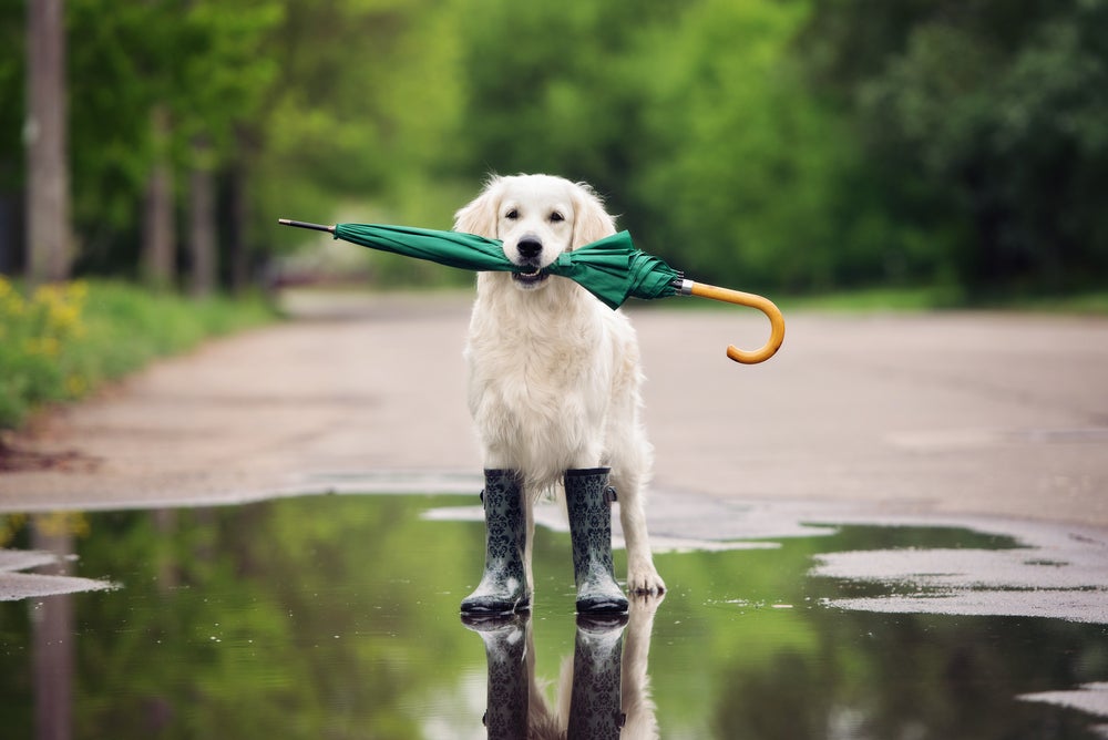 sapato para cachorro: cão usando bota na chuva