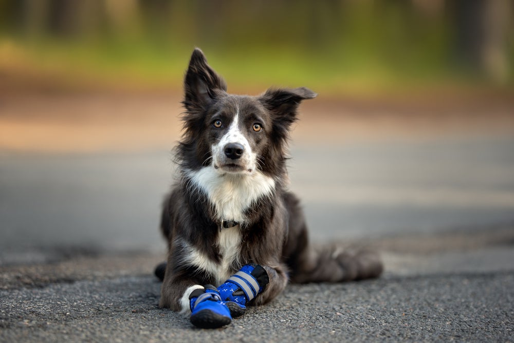 cão usando sapatos para cachorros