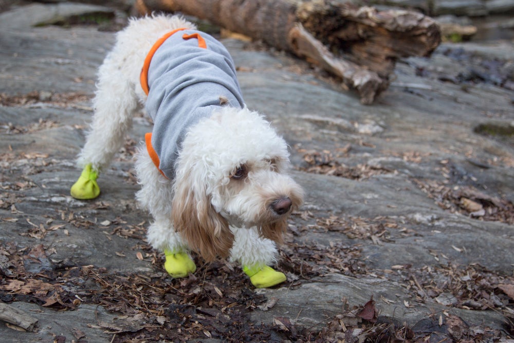 cão usando sapatos para cachorro