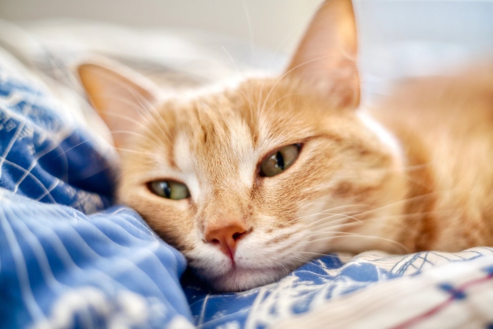 sarcoma de aplicação em gatos: gato deitado