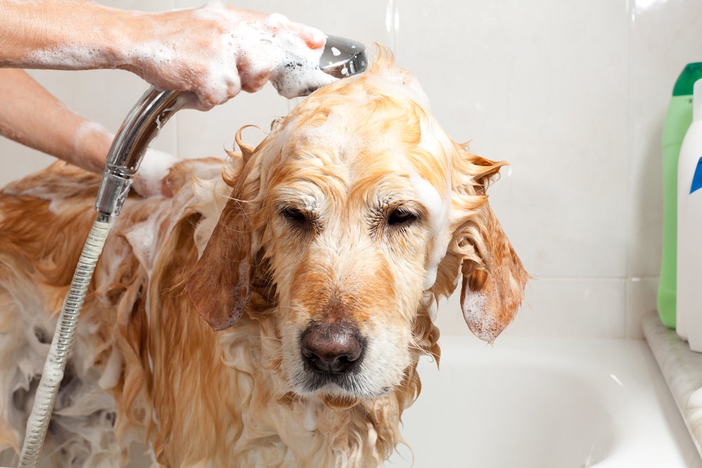 sarna de cachorro: cão tomando banho