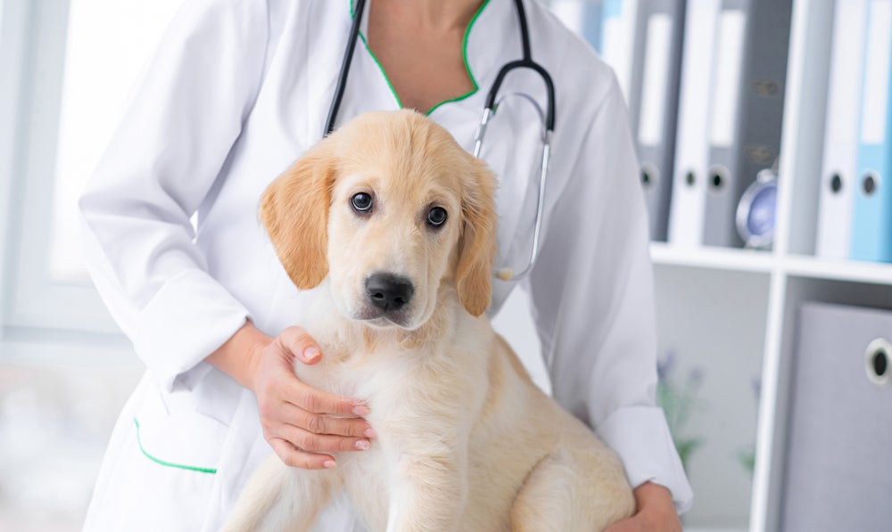 sarna em cachorro: cachorro no veterinário