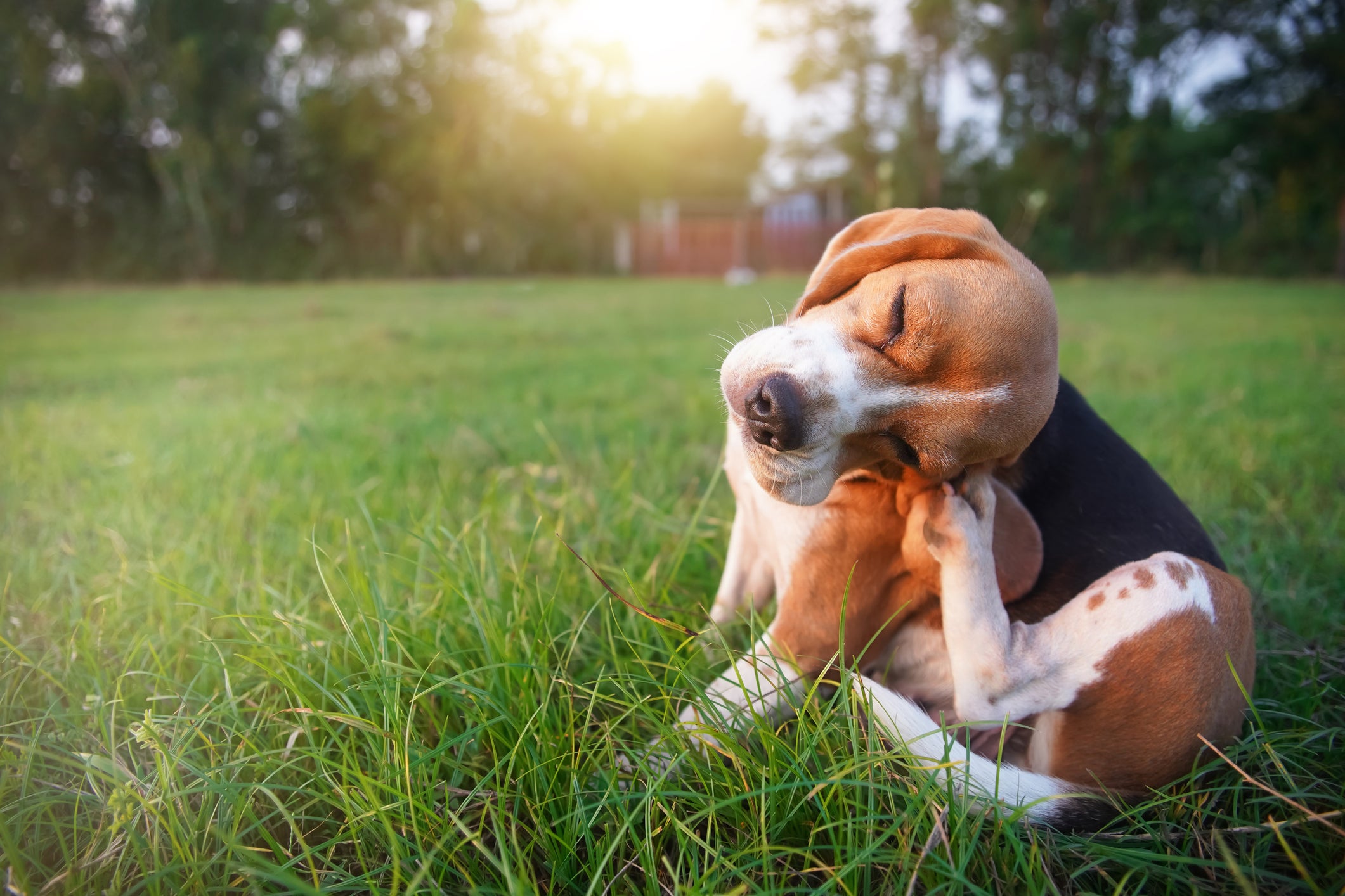 Cão Beagle se coçando em área natural
