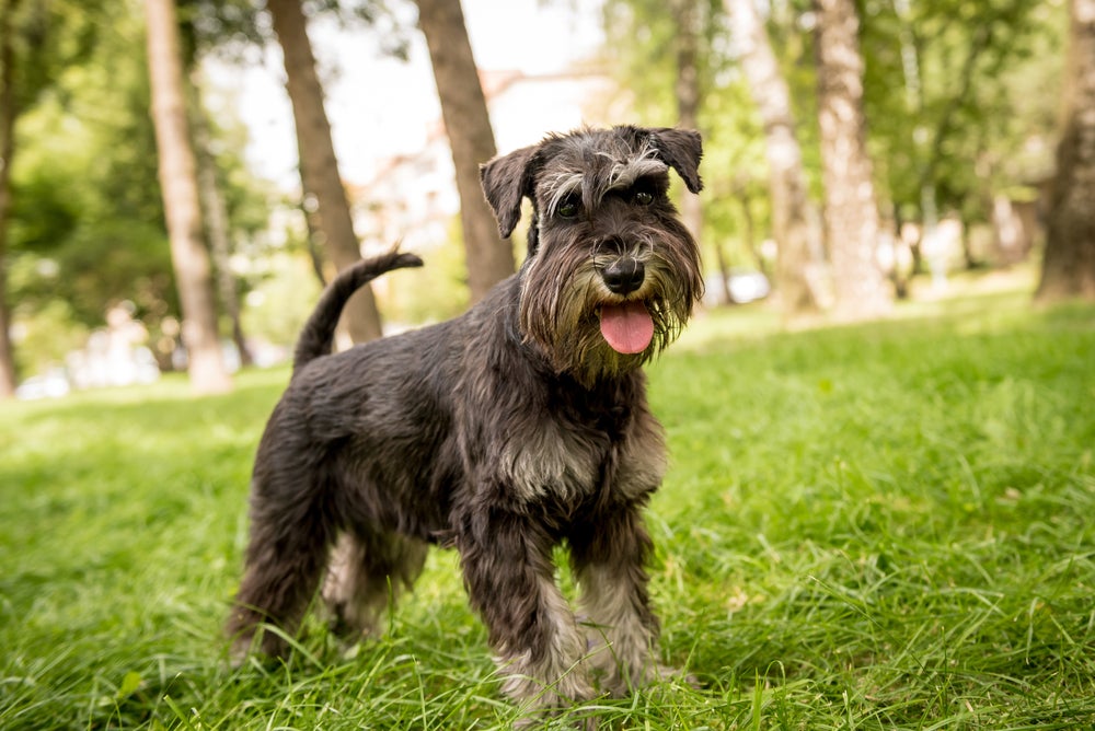 cachorro schnauzer na floresta