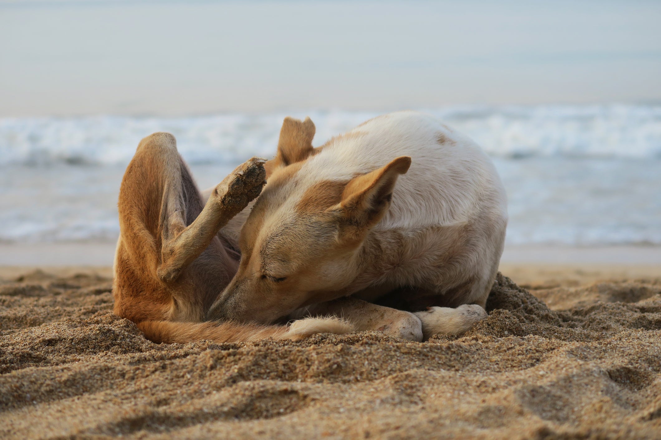 Cachorro amarelado se lambendo sentado na areia de praia