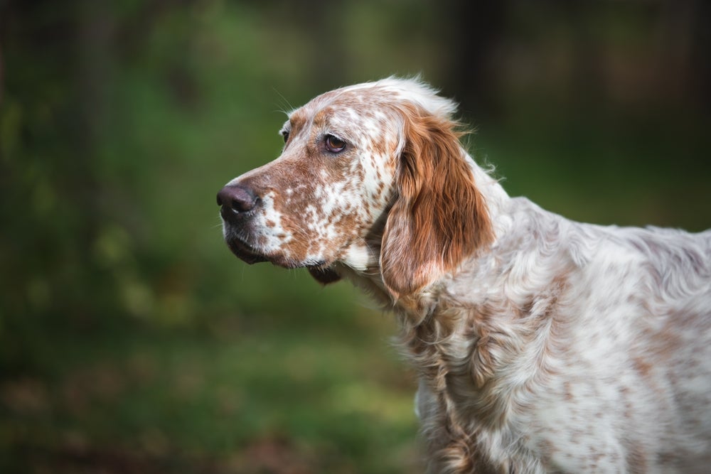 cachorro setter inglês