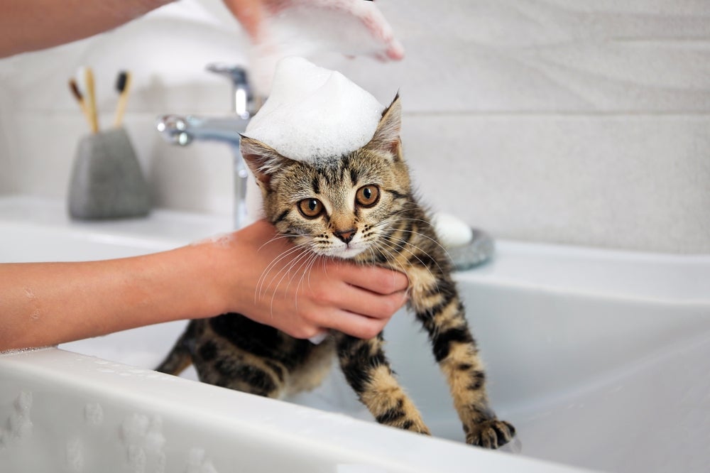 gato tomando banho com shampoo a seco para gatos