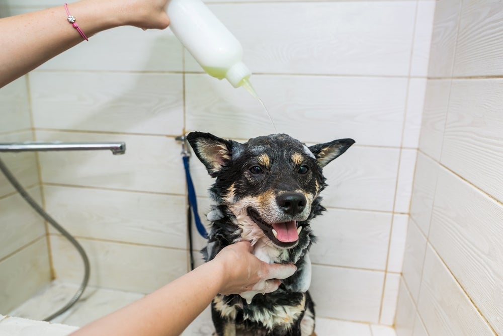 cão tomando banho com shampoo para cachorro