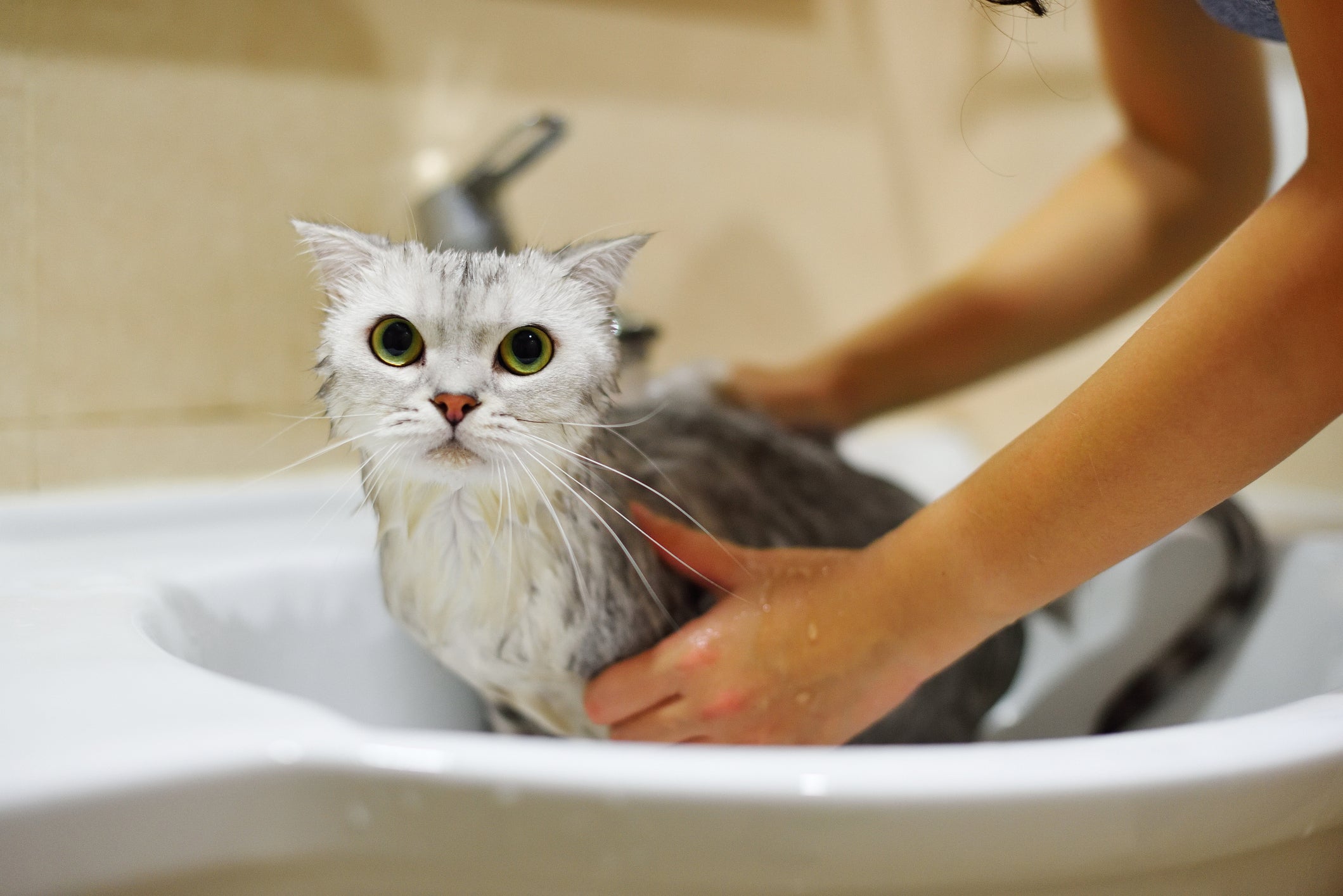 Gato cinza e branco tomando banho com ajuda de tutora