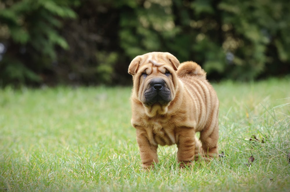 cachorro sharpei no jardim