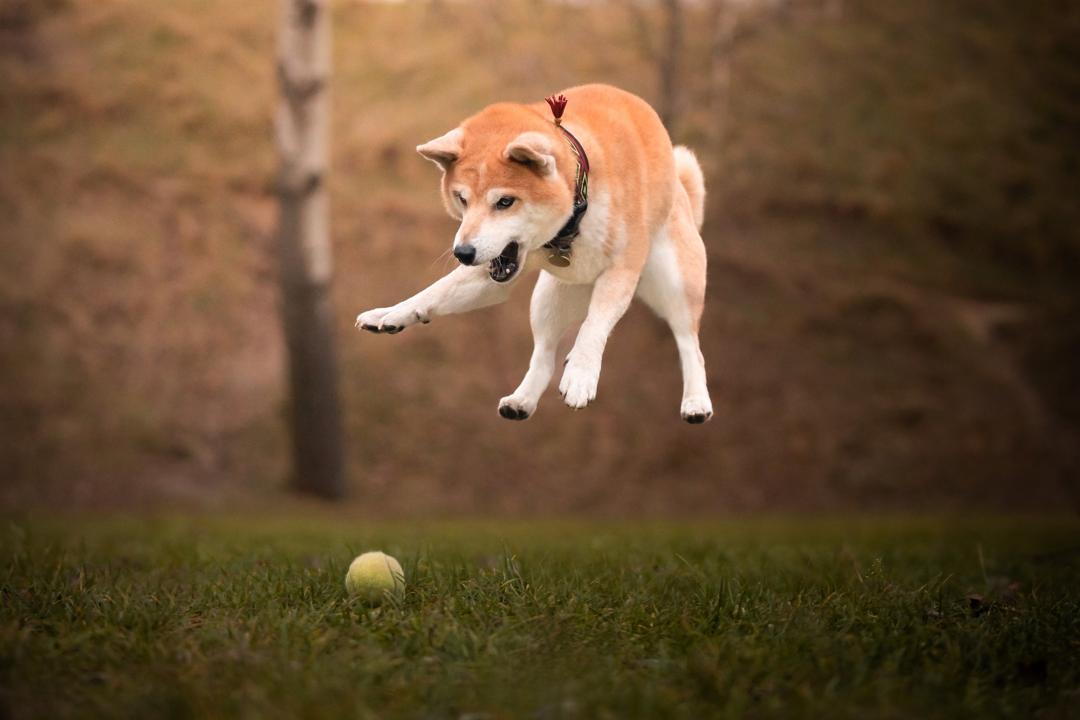 Cão Shiba Inu pulando em parque 