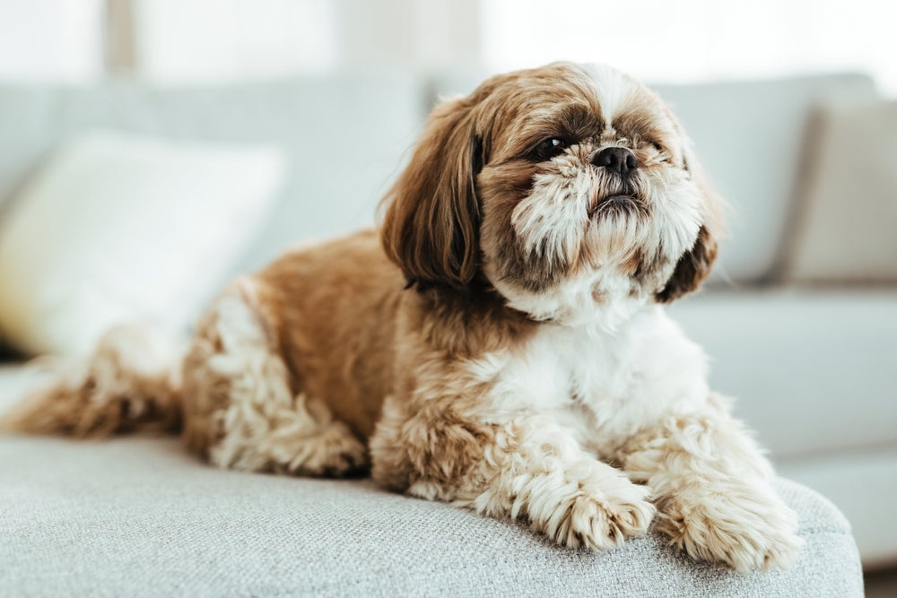 coprofagia canina: cachorro shih tzu deitado no sofá