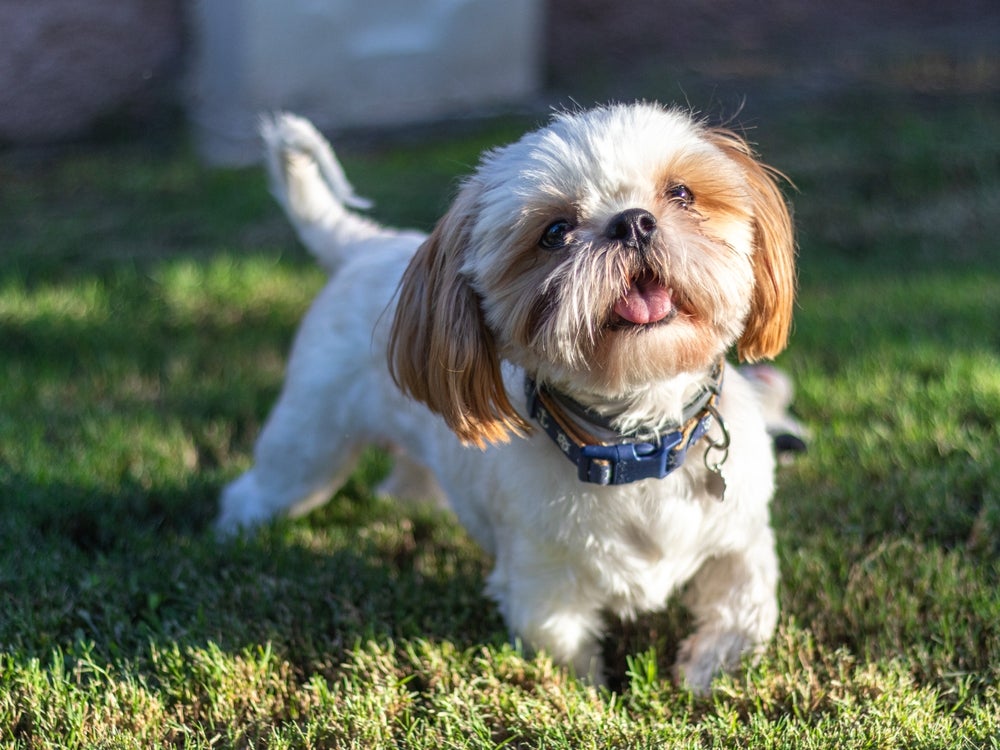 cachorro shih tzu no jardim