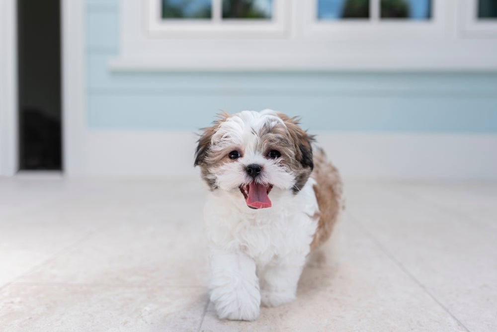 cachorro shih tzu olhando para a câmera