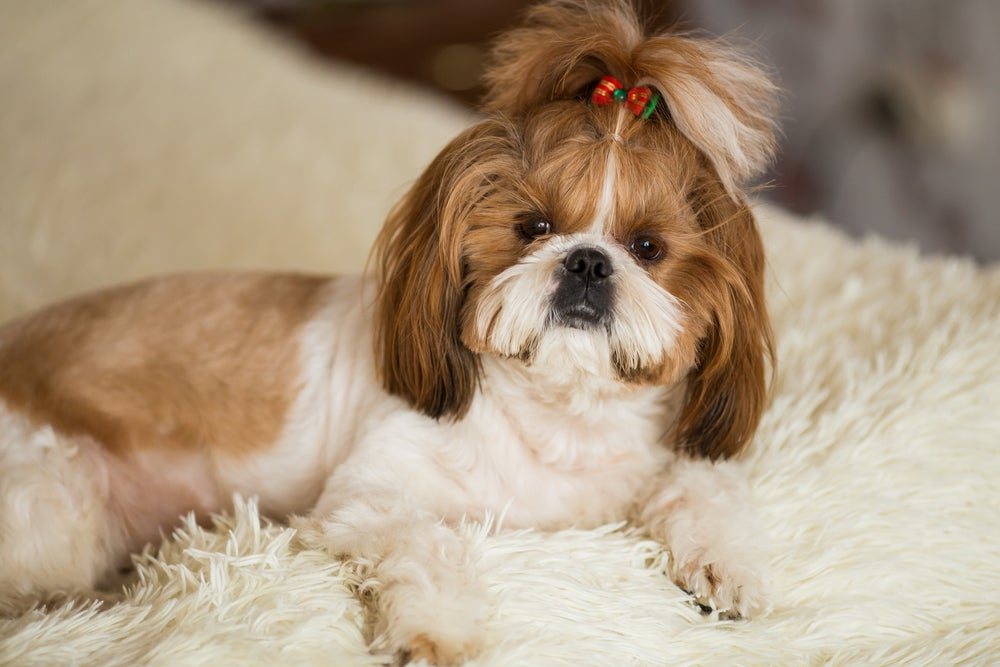 cachorro shih tzu sentado