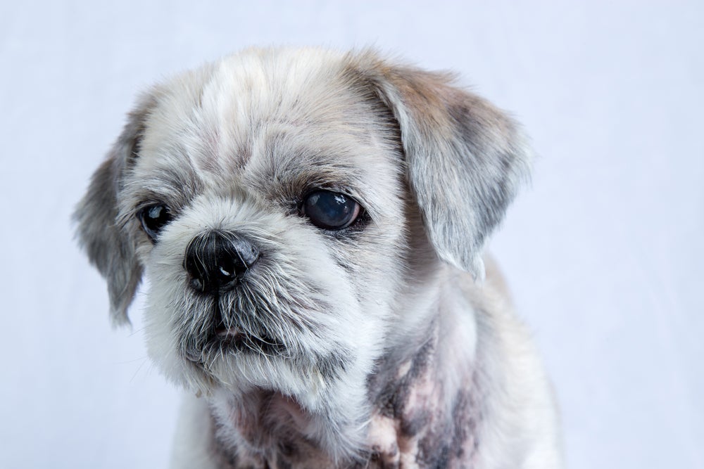 Shih tzu com problemas dermatológicos