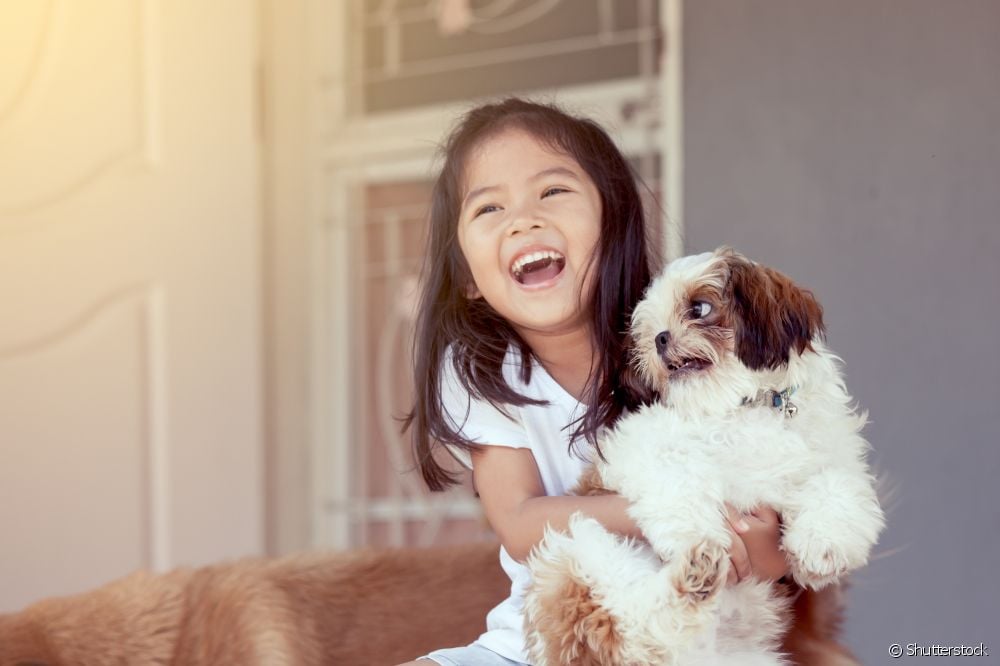 Shih Tzu brincando com criança