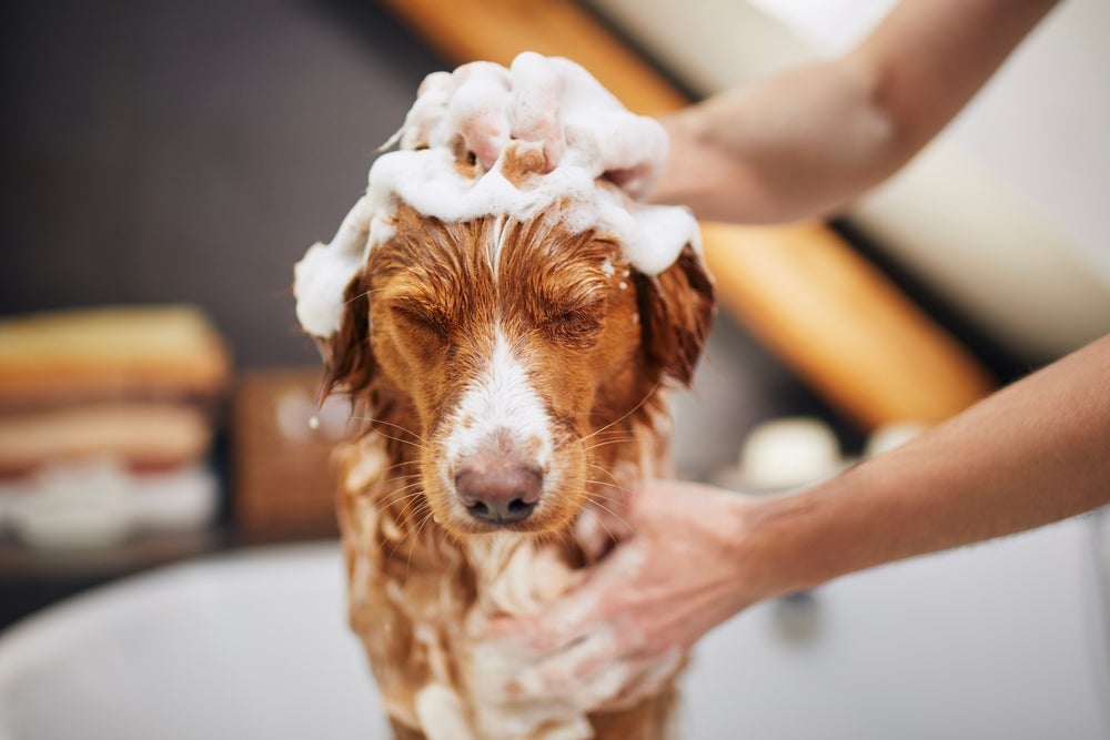 cachorro na banheira com espuma na cabeça de olhos fechados
