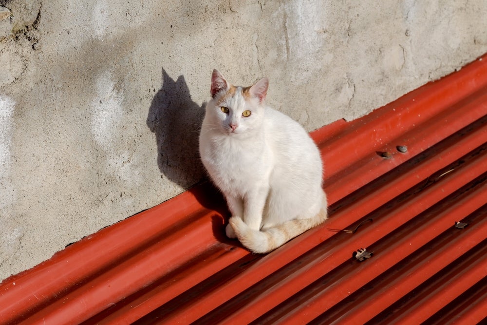 Gatos não castrados podem fugir durante o cio da gata