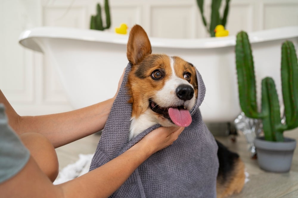 Banho no cachorro: tutora secando o pet com uma toalha cinza