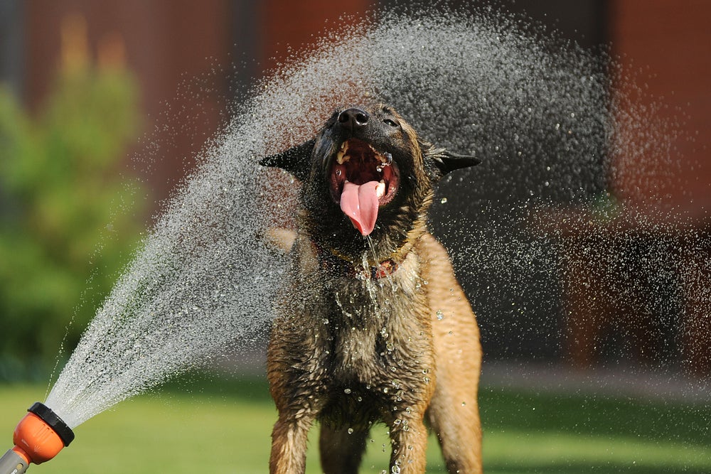 cachorro brinando com água