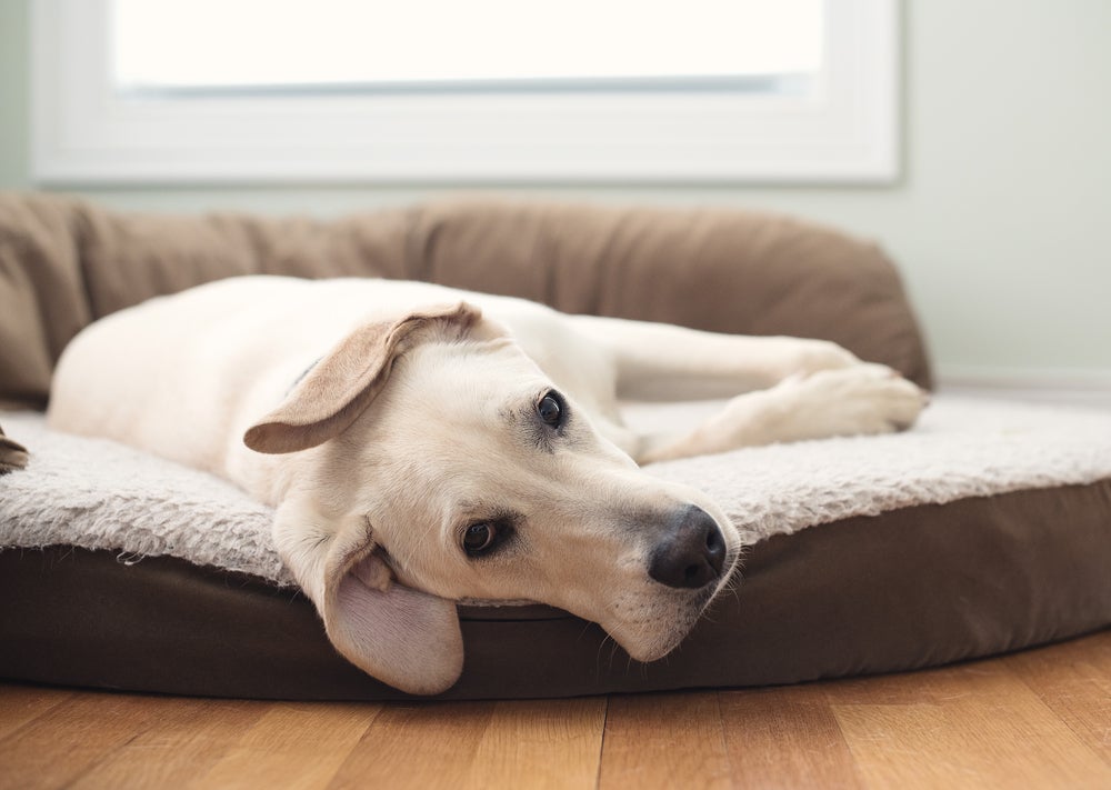 síndrome de wobbler: cão cansado deitado na cama