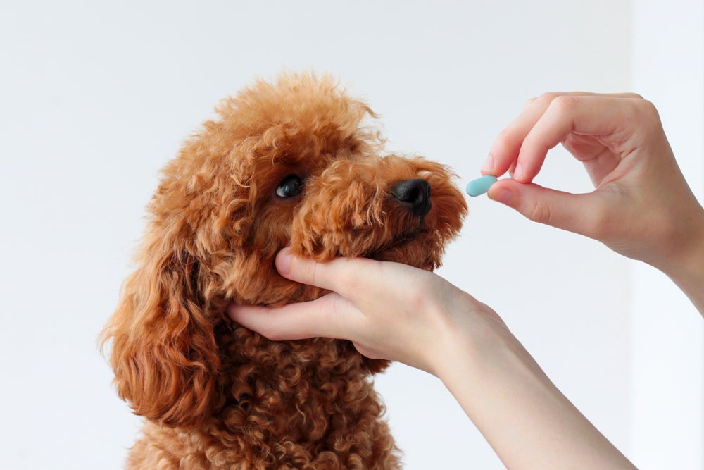 síndrome vestibular canina: cachorro tomando remédio
