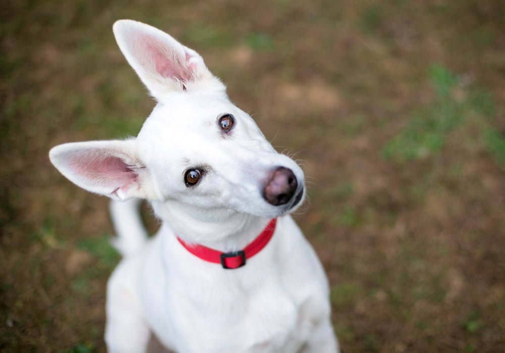 síndrome vestibular canina: cachorro com cabeça inclinada