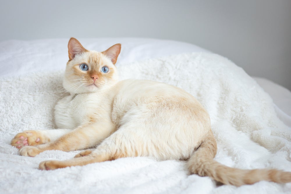 gato siamês red point deitado em cama