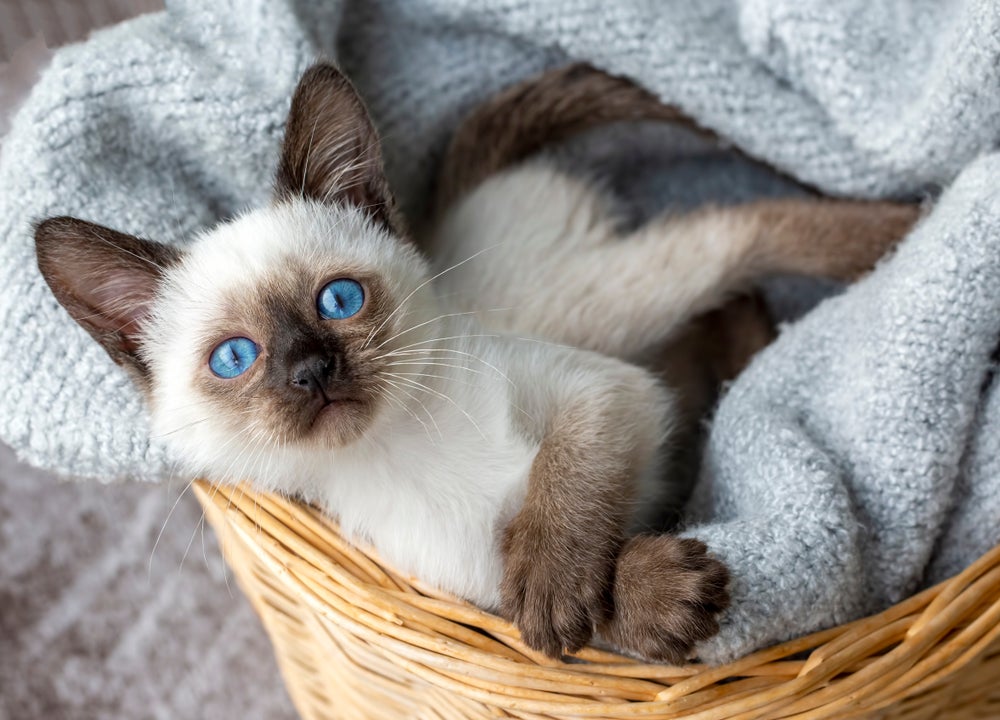 gato siamês filhote deitado em cesta