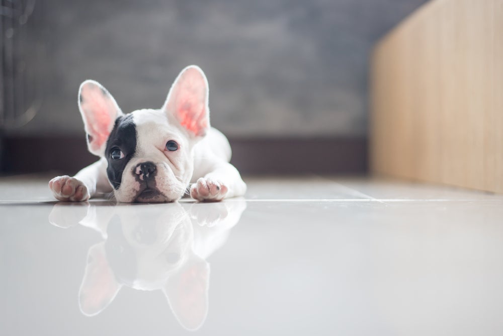 sistema digestivo do cachorro: cão deitado no chão